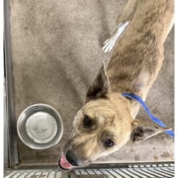 Photo of Tigress, adoptable German Shepherd Dog Akita in San Bernardino, California