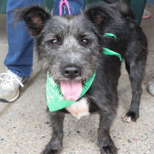 Photo of Stella, adoptable Terrier in Washington, District of Columbia