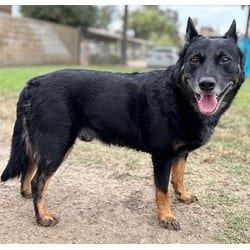 Photo of Tumeric, adoptable Shepherd (Unknown Type) in Jurupa Valley, California