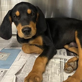 Photo of McNugget, adoptable Hound, Black and Tan Coonhound / Mixed Breed (Large)