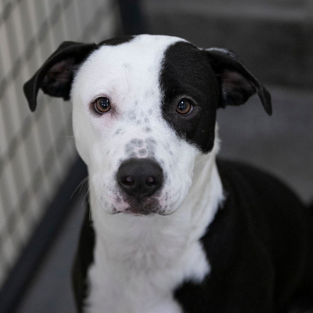 Photo of Tommie (AG26-45), adoptable Sheepdog, Mcnab in Colorado Springs, Colorado