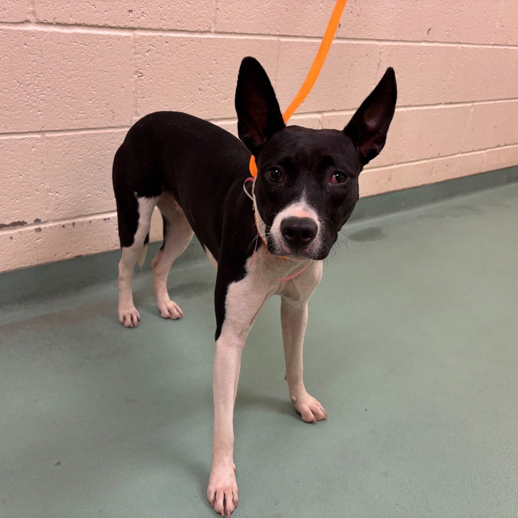 Photo of Rowan, adoptable dog