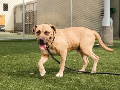 Photo of Buddy, adoptable American Pit Bull Terrier in Los Angeles, California