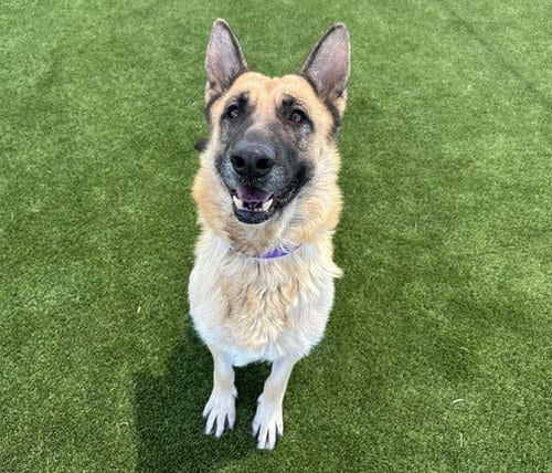 Photo of Fable, adoptable German Shepherd Dog in Martinez, California