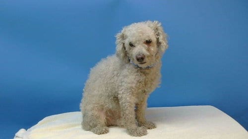Photo of A5803281, adoptable Poodle (Miniature) in Gardena, California