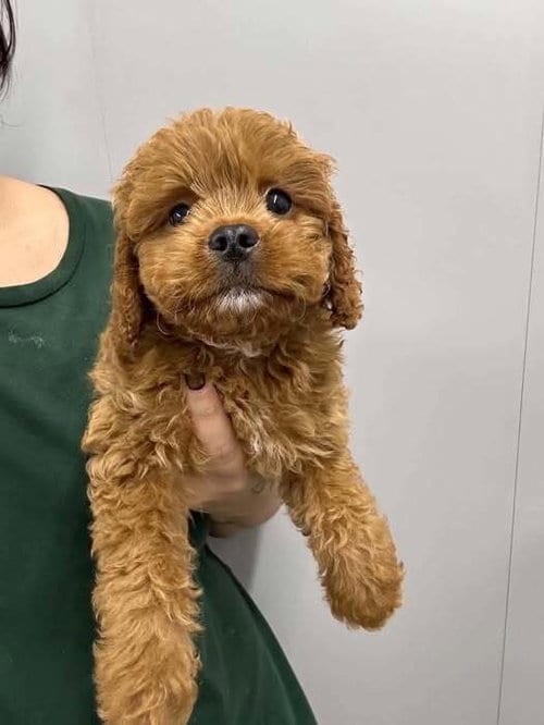 Photo of Winston (OH), adoptable Cavalier King Charles Spaniel in New York, New York