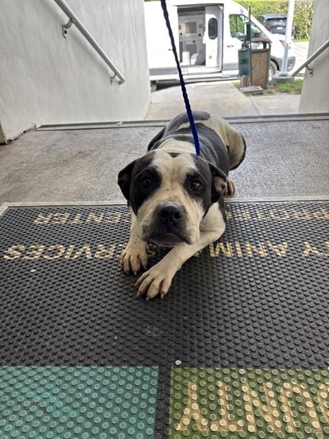Photo of Mama, adoptable Pit Bull Terrier in Miami, Florida