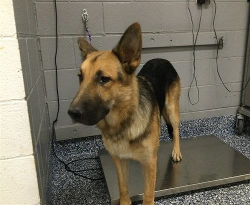 Photo of Happi, adoptable German Shepherd Dog in Thousand Palms, California