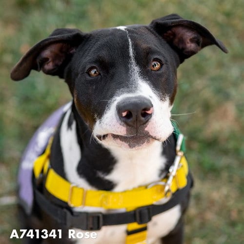 Photo of Rose, adoptable Pit Bull Terrier in Sacramento, California