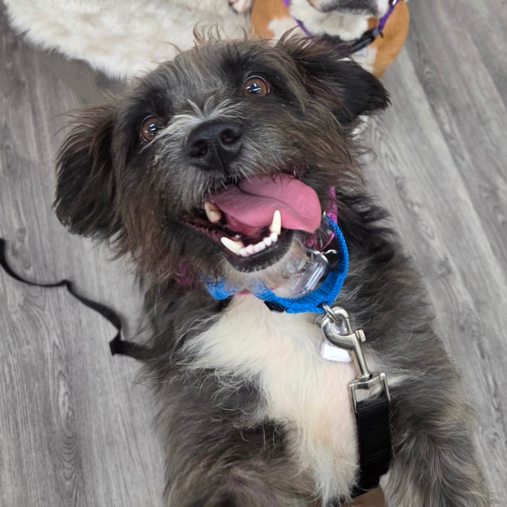 Photo of Casserole, adoptable Terrier / Mix in Fairfax Station, Virginia