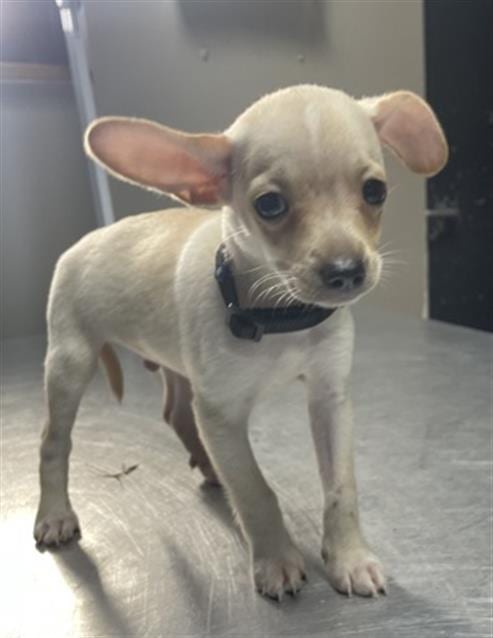 Photo of Tommy, adoptable Chihuahua in Redlands, California