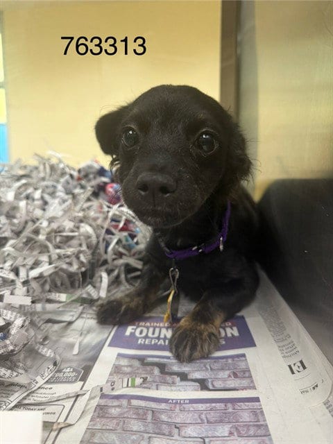 Photo of Caprisun, adoptable Chihuahua in St Louis, Missouri