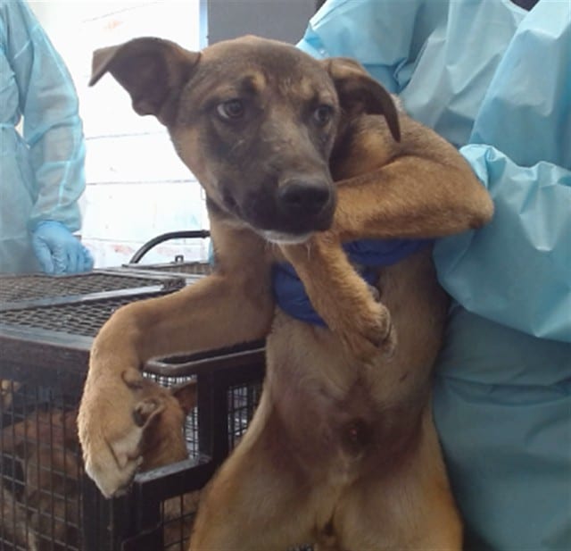 Photo of Senior Shepherd, adoptable Shepherd in Devore, California