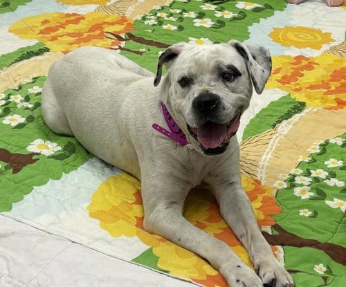 Photo of Pansie, adoptable Pit Bull Terrier in Detroit, Michigan