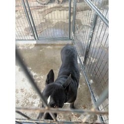 Photo of Onyx, adoptable German Shepherd Dog in Baton Rouge, Louisiana
