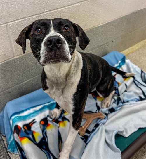 Photo of Michaela, adoptable Pit Bull Terrier in Statesville, North Carolina
