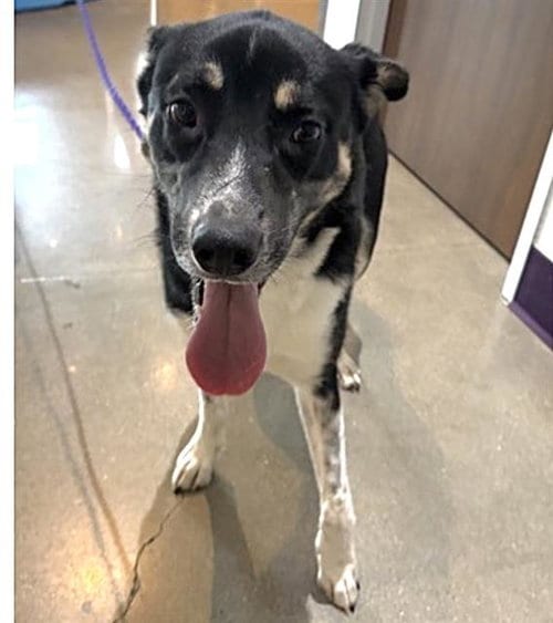 Photo of John, adoptable German Shepherd Dog in Houston, Texas