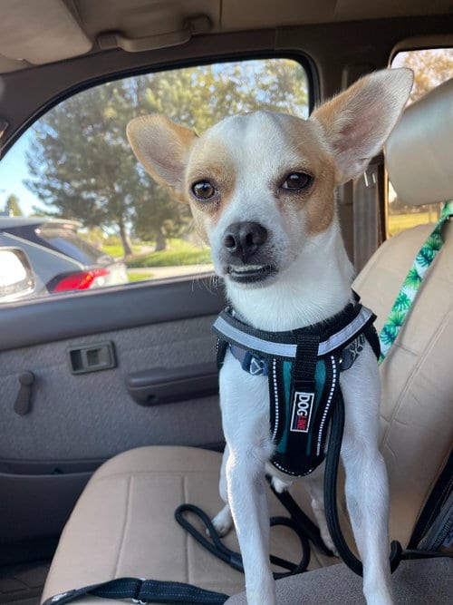 Photo of Peppa, adoptable Chihuahua in Salt Lake City, Utah
