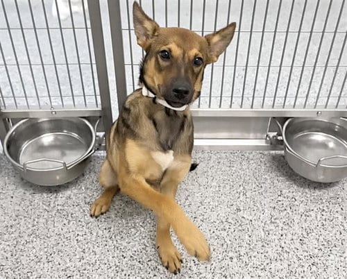 Photo of A661225, adoptable Belgian Shepherd Malinois in Houston, Texas