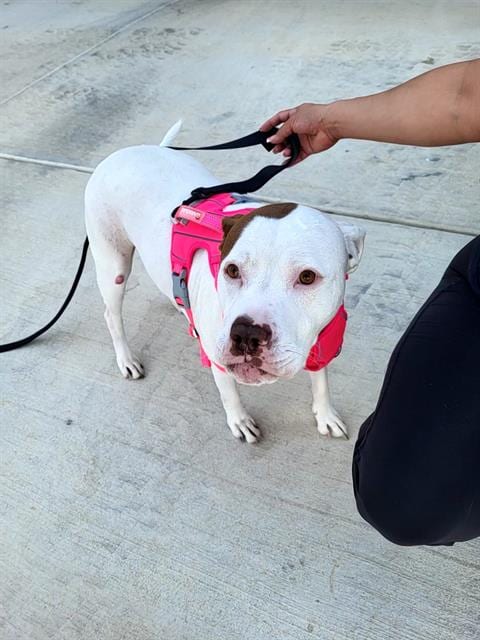 Photo of Sheila, adoptable American Staffordshire Terrier in San Antonio, Texas