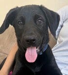 Photo of Basil D5273, adoptable Labrador Retriever in Fremont, California