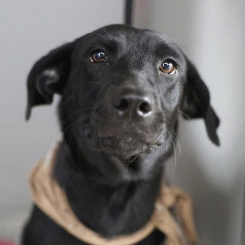 Photo of Beauty, adoptable Labrador Retriever in San Antonio, Texas
