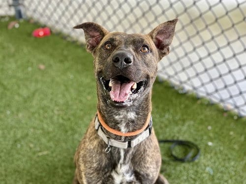 Photo of Reed, adoptable Plott Hound in Tavares, Florida