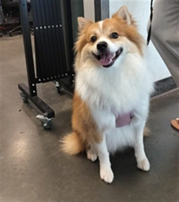 Photo of Fluffy, adoptable Pomeranian in Chatsworth, California