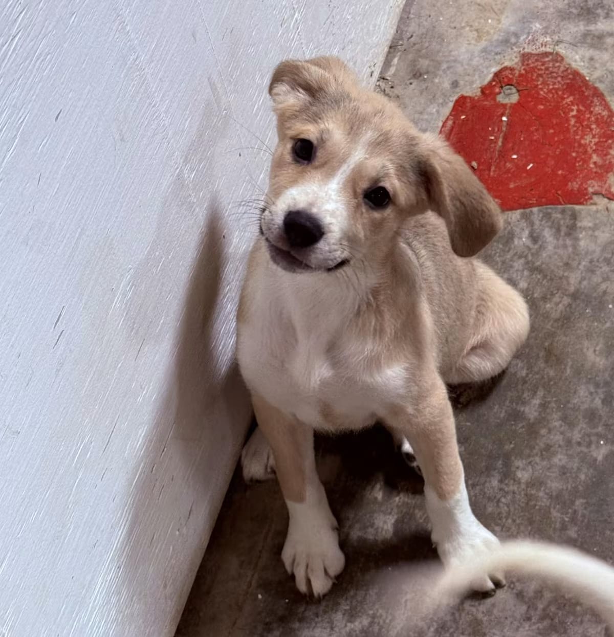 Photo of Neptune, adoptable Black Mouth Cur in Jacksonville, Texas