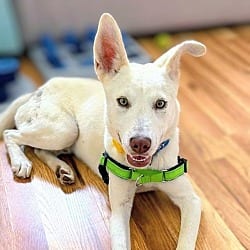 Photo of Muffler, adoptable Mixed Breed (Medium) in Oakland, California