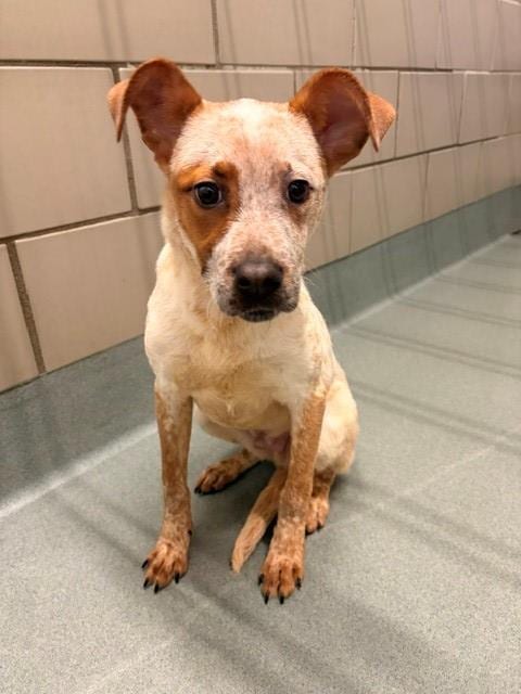 Photo of Goofy, adoptable Australian Cattle Dog/Blue Heeler in Baytown, Texas