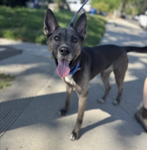 Photo of Stormy, adoptable German Shepherd Dog in Los Angeles, California