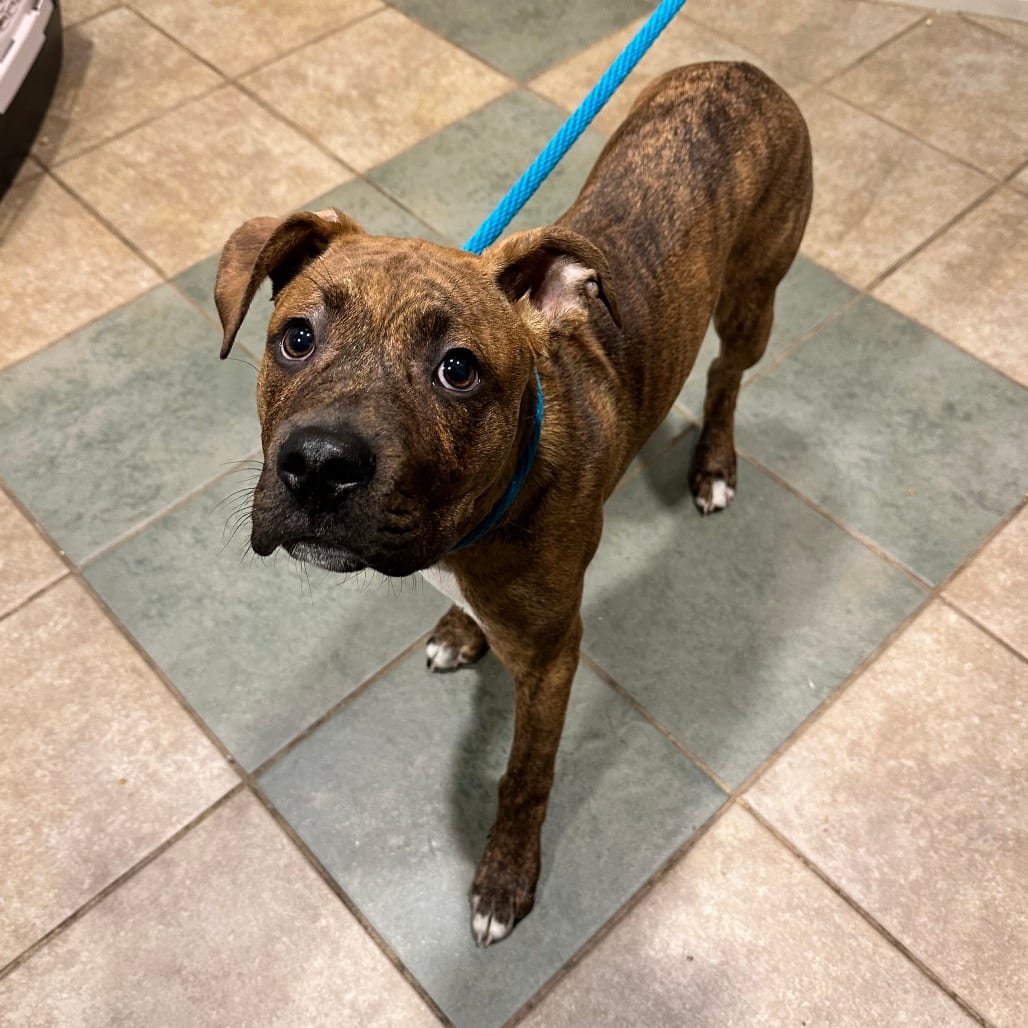 Photo of Brisket, adoptable Mixed Breed (Medium) in Chattanooga, Tennessee