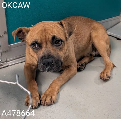 Photo of Billy, adoptable Staffordshire Bull Terrier in Oklahoma City, Oklahoma