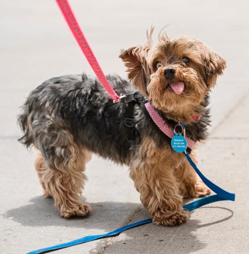 Photo of Albany, adoptable Yorkshire Terrier Yorkie in St. Louis Park, Minnesota