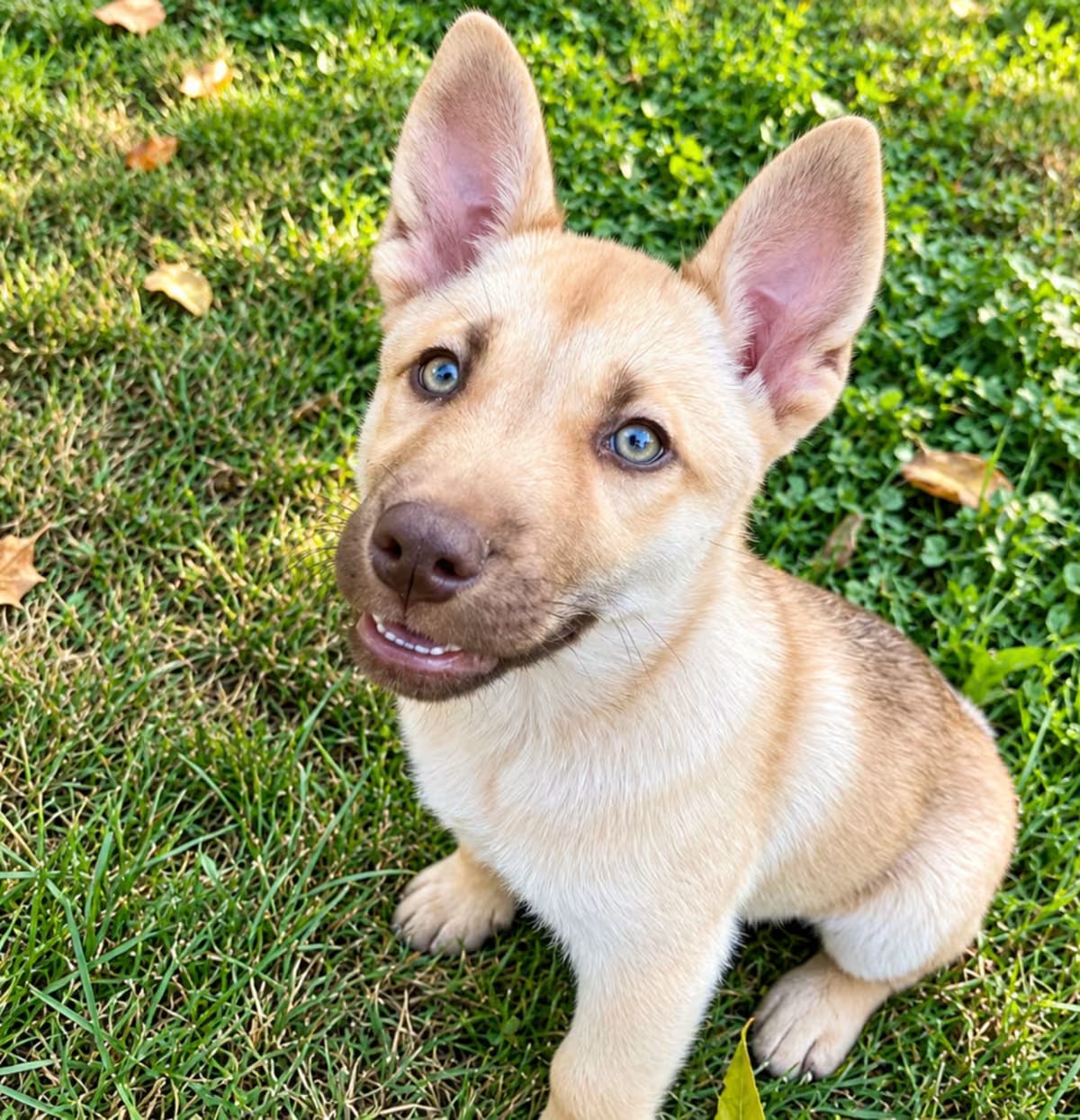 Photo of Nala, adoptable Husky/Mixed Breed (Medium) in Silver Spring, Maryland