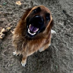 Photo of Maverick, adoptable Anatolian Shepherd Mixed Breed (Large) in Stephenville, Texas