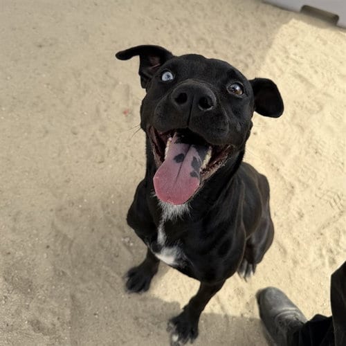 Photo of Koko, adoptable Pit Bull Terrier in Thousand Palms, California