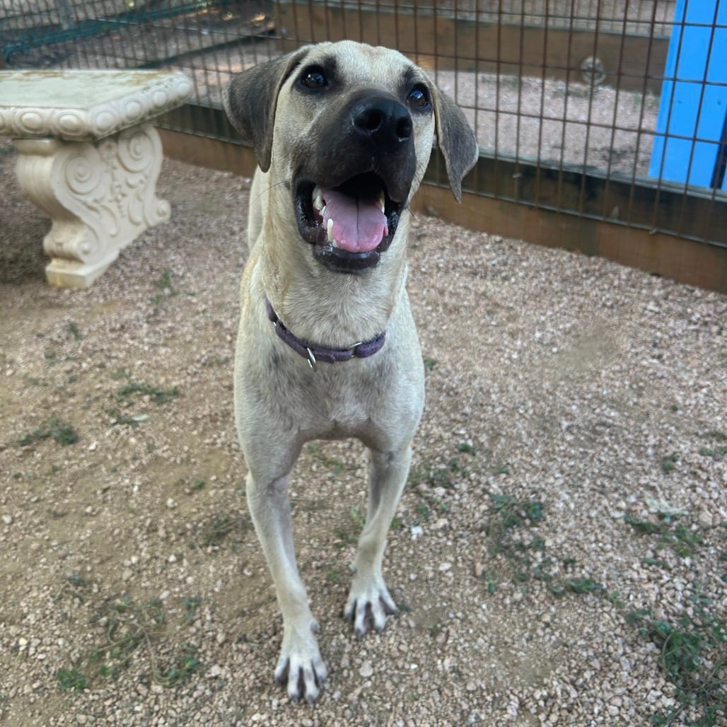 Photo of Scrappy, adoptable Black Mouth Cur / Mix in Houston, Texas