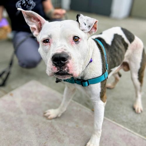 Photo of Smitty, adoptable Pit Bull Terrier in Oakland, California