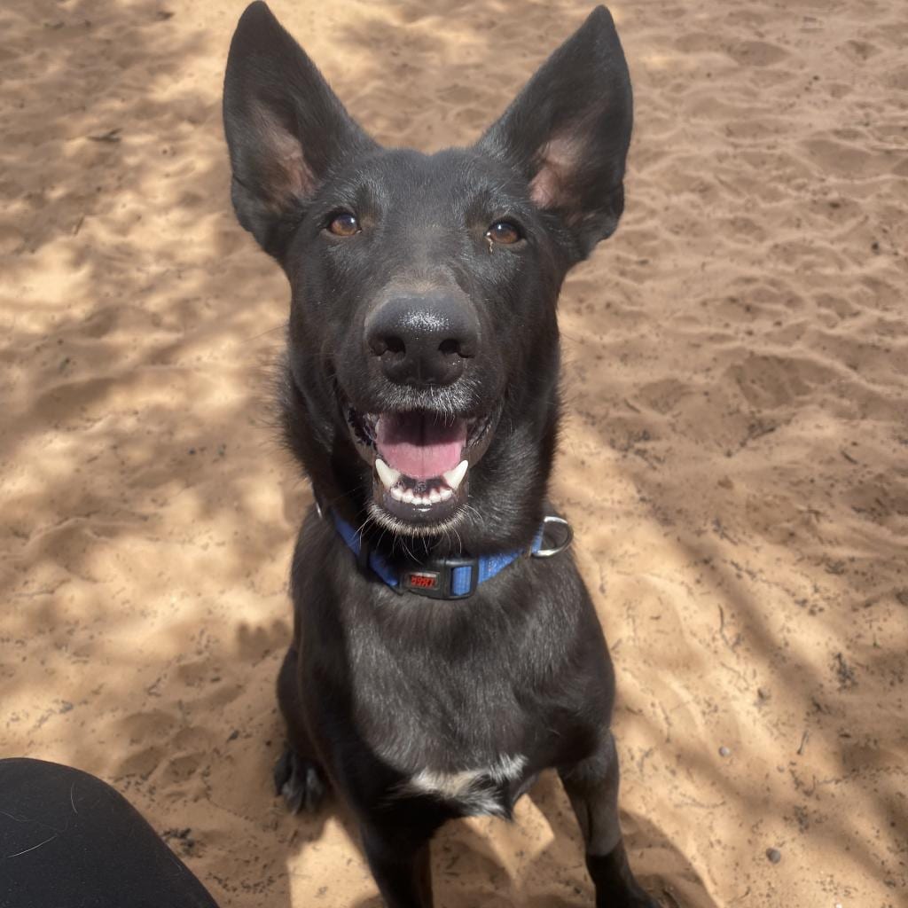 Photo of Mowgli, adoptable Shepherd, German / Collie, Border in Kanab, Utah