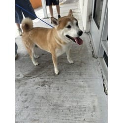 Photo of Yoshi, adoptable Shiba Inu in Doral, Florida