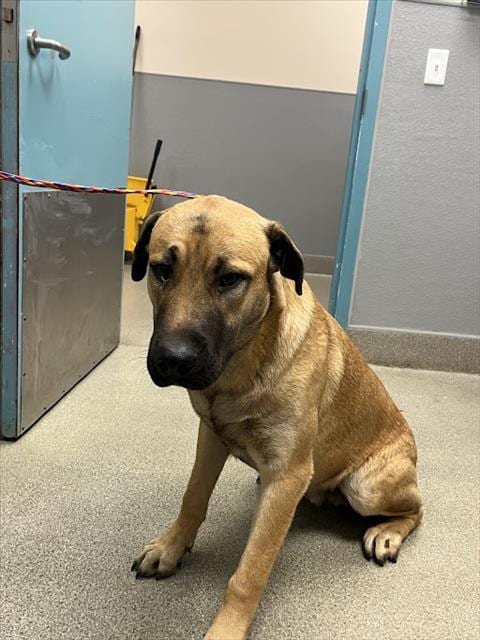 Photo of Pawblo, adoptable German Shepherd Dog in Las Vegas, Nevada