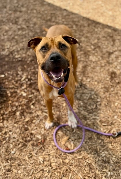 Photo of Glow Stick, adoptable dog in Chamblee, Georgia