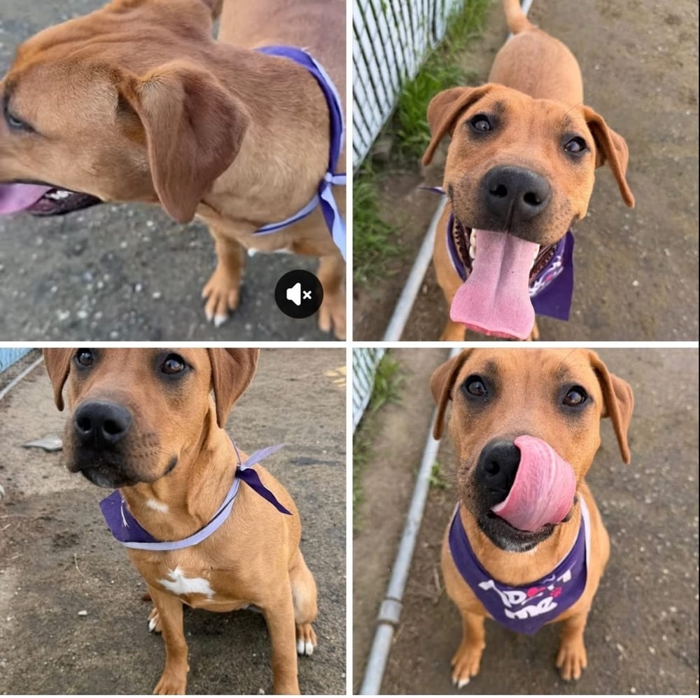 Photo of Peach, adoptable Labrador Retriever in Dana Point, California