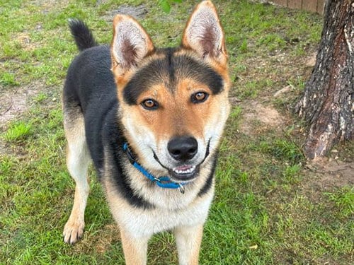 Photo of Jiminy Cricket, adoptable German Shepherd Dog in Waco, Texas