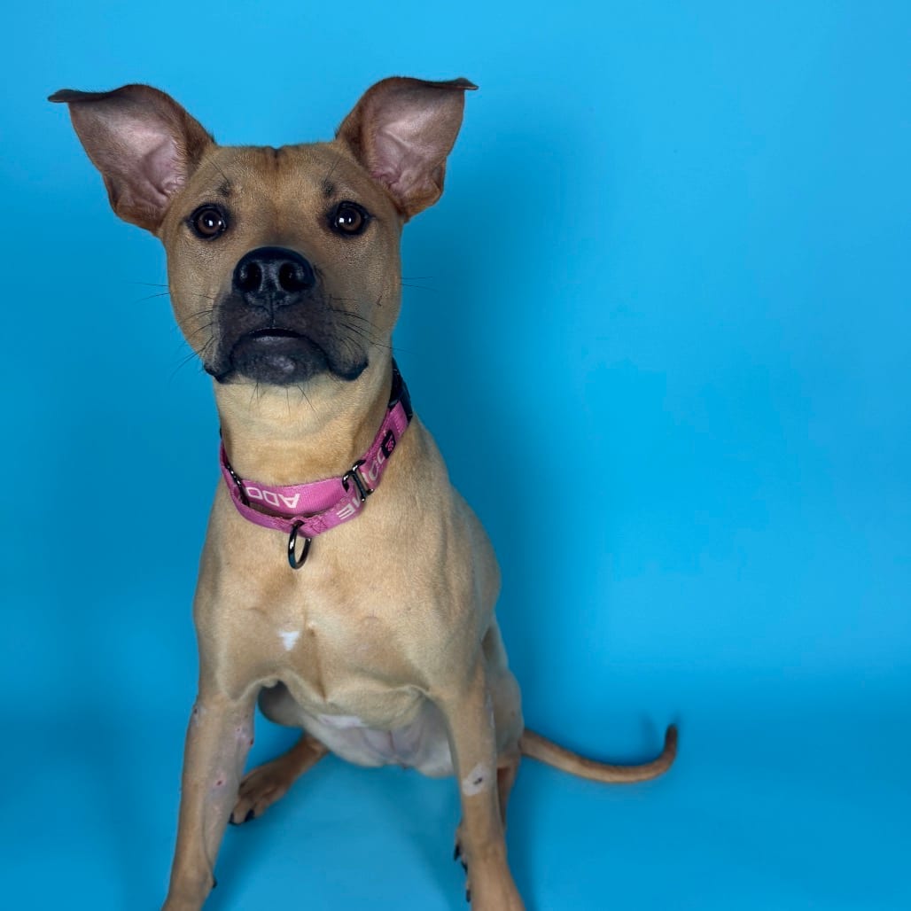 Photo of Georgia, adoptable Terrier, American Pit Bull / Mixed Breed (Medium) in Georgia, Georgia