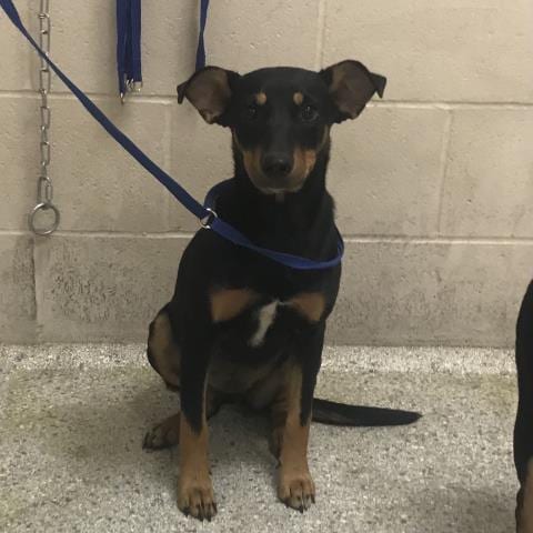Photo of A433210, adoptable English Coonhound in Conroe, Texas