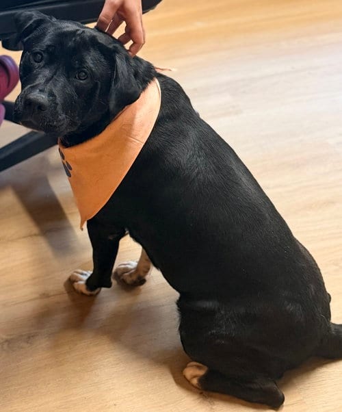 Photo of BEAufort, adoptable Labrador Retriever in Raleigh, North Carolina
