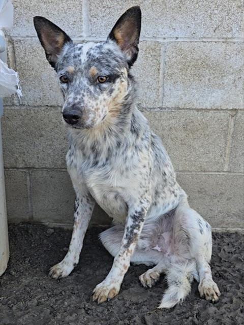 Photo of Cisco, adoptable Queensland Heeler in Riverside, California